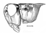 Dichroplus obscurus Bruner, 1900: Fig. 5. male head and pronotum, lateral view. (Otu).