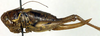 CollectionObject 1502694; ee0ec4e4-0b5b-49b9-aa4a-e348d93cfa85: female, lateral view (paratype). (CollectionObject).