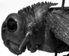 CollectionObject 1532753; 233aaa2a-57e8-4da6-9f0f-6c34c6adac59: Image Carbonell, C.S. female head and pronotum, lateral view (holotype). (CollectionObject).