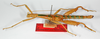 CollectionObject 1562193; 2b98b289-8578-4d93-93df-b9c7b725b22e: copyright ZMB, Berlin. male, lateral view (holotype). (CollectionObject).