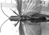 CollectionObject 1532749; 35f66c36-9d44-4277-9061-c951b126a268: Image Carbonell, C.S. male, dorsal view (holotype of Opomala castanea). (CollectionObject).