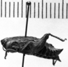 Punacris peruviana (Saussure, 1888): Image Carbonell, C.S. female, lateral view. (Otu).
