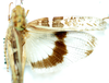 Oedaleus nigrofasciatus (De Geer, 1773): dorsal view. (Otu).