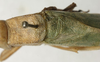 CollectionObject 1535184; e535f063-f051-4db8-8c7c-18303590c3ba: male stridulatory area (syntype). (CollectionObject).