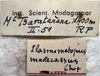 CollectionObject 1539648; 2e85d8d8-a644-4cb5-97bf-2dbbf76a71ee: male label (syntype). (CollectionObject).;CollectionObject 1539649; 5e308dca-8056-47c1-bdb5-c15e234c7dc5: male label (syntype). (CollectionObject).