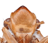 Head: (Observation).