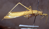 CollectionObject 1503985; be521cd4-f782-4e8a-9ec3-32e3292e9d20: male, lateral view. (CollectionObject).