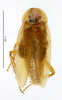 CollectionObject 1587763; MNHN(SF IMPORT DUPLICATE) MNHN-EP-EP1764, dff5ed53-ed33-425c-8e21-1107c4275787: CC BY-NC-ND 4.0/MNHN - Depraetere Marion - 2014. Paratype, female, of armata Princis, 1963. Specimen number: MNHN-EP-EP1764. http://coldb.mnhn.fr/catalognumber/mnhn/ep/ep1764. (CollectionObject).