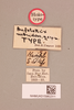 CollectionObject 1518536; 53526df4-d482-4df8-bd8e-cec2411b01ff, NHMUK015982311: labels (holotype). (CollectionObject).