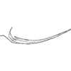 Pygofer appendages on Apheliona xerophila Dworakowska, 1994: Pygofer ventral appendage. (Observation).