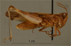 CollectionObject 1478535; 658f52bf-6347-4dd0-bf12-f5fc27b805a7: male, later view, (holotype). (CollectionObject).