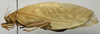 female, lateral view (lectotype of Mustius bocagei). Depicts CollectionObject 1535119; d3e607ac-9209-4cd1-949b-322bae5f34c1, a CollectionObject.