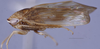 Habitus, lateral view: (Observation).