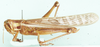 Nomadacris septemfasciata (Serville, 1838): male, lateral view. (Otu).