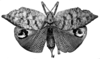 CollectionObject 1539709; 922eb817-8fc1-41cf-a82b-6e56d03d5eee: Pl. VI, Fig. 47 (photo Le Charles). female, dorsal view (type of var. putris). (CollectionObject).
