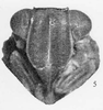 Head: !! display not done !! on Colpoptera sinuata Burmeister, 1835: (Observation).