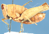Bunkeya congoensis Bolívar, 1914: lateral view. (Otu).
