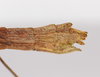 CollectionObject 1562377; ccd0cbd9-ce4b-429c-8a0b-2a2387320c7c: copyright ZMB, Berlin. female: end of abdomen, lateral view (paratype). (CollectionObject).