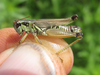 Melanoplus borealis (Fieber, 1853): male (Cottonwood-Steverson WMA, about 27 miles north of Hyannis, Nebraska, 26 July 2020). (Otu).