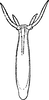 Aedeagus, ventral view on Edwardsiana iranicola Zakhvatkin, 1947: Aedeagus, ventral view. (Observation).