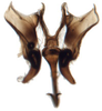 Connective: Cochlorhinus pluto, connective, styles, and aedeagus, ventrally (INHS). (Observation).