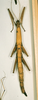 CollectionObject 1559224; fe9b294d-a2a6-47cd-960f-96c74d6b0e40: copyright NHRS, Stockholm. female (syntype). (CollectionObject).;CollectionObject 1559225; 4b56d18b-b741-4bf9-912f-67b0480b8542: copyright NHRS, Stockholm. female (syntype). (CollectionObject).