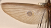 CollectionObject 1561085; a4e2c403-bfd2-4dee-93b9-b969e64160dc: copyright OUMNH. male wings (lectotype). (CollectionObject).