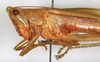 CollectionObject 1595707; NMW 21359, 9f612ece-f658-4b01-9b1a-975341986381: male, lateral view (Conocephalus laticeps). (CollectionObject).