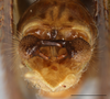 CollectionObject 1585131; e96d3a2f-b304-4cc9-913d-61c3c7299449: male terminalia, caudal view (scale bar: 2 mm). (CollectionObject).
