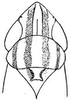 Head: !! display not done !! on Cosmotettix (Cosmotettix) bilineatus (Gillette & Baker, 1895): head, dorsally. (Observation).