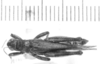 CollectionObject 1524027; 9a2d9f9c-dbe0-4ae2-9d0c-50f42175f2f9: male, dorsal view (holotype). (CollectionObject).