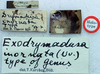 CollectionObject 1517335; ade24693-a9ce-4506-afcc-83bf822d907f: labels (holotype). (CollectionObject).