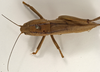 Bucrates capitatus (De Geer, 1773): female dorsal (possibly a type). (Otu).