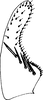 Subgenital plate, ventral view on Anzygina Fletcher & Larivière, 2009: Subgenital plate (A. medioborealis Ghauri). (Observation).