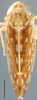 Habitus, dorsal view on Ferganotettix Dubovsky, 1966: Ferganotettix elegans, dorsal habitus (INHS). (Observation).