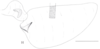 Cixidia (Epiptera) mersinica (Dlabola, 1987): (Otu).