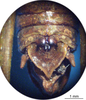CollectionObject 1538325; aabbef28-c045-450b-9664-83088bbf36f4: male abdomen tip, dorsal view (holotype). (CollectionObject).