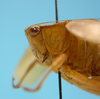 CollectionObject 1542831; DEES #10114, 9e113f62-5cc1-46e0-b965-25125c486812: male, head and pronotum lateral view (holotype of Posidippus tricenarius). (CollectionObject).