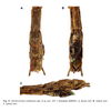 CollectionObject 2260486; 2fa27e12-80da-411e-96f9-d96f5a9b8236: copyright RBINS. male: end of abdomen (holotype). (CollectionObject).