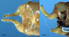 CollectionObject 1517554; a00cee40-57ee-4c91-af92-35b11ff1eea9: male cerci (holotype). (CollectionObject).