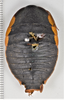 CollectionObject 1863695; d243e344-f52f-40eb-8fb9-fca0f4ebc703: (CollectionObject).