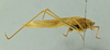 CollectionObject 1532416; 866c5a57-c9a2-454c-b2cc-5404c2515acf: male habitus, lateral view (syntype). (CollectionObject).