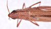 CollectionObject 1584821; a0bb6b71-56f0-4fb4-b4ce-f93fc478206a: female, head and pronotum dorsal view (paratype). (CollectionObject).
