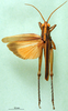 CollectionObject 1501109; 5363a4de-6e58-4c1c-8ec5-0a1d561ee3ad: male, dorsal view (syntype). (CollectionObject).