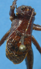 CollectionObject 1544439; 6dfcd56e-0989-4694-a481-df0b43db4c27: male pronotum dorsal view (holotype). (CollectionObject).