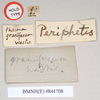 CollectionObject 1561002; NHMUK(SF IMPORT DUPLICATE) 844708, 4b5dcd0b-d6da-4636-882a-4c48ef5d5038: copyright Natural History Museum, London. female, data labels of Phasma graniferum [small square label reversed] (holotype). (CollectionObject).