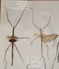 CollectionObject 1560799; abc4d9f0-9b1b-495c-a1ef-2461404c66fb: copyright SAM, Adelaide. male and female of synonym Lopaphus macrotegmus (syntypes). (CollectionObject).;CollectionObject 1560800; 2283537a-33f0-46db-b72f-041dedefe3ea: copyright SAM, Adelaide. male and female of synonym Lopaphus macrotegmus (syntypes). (CollectionObject).