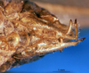 CollectionObject 1475812; ab271183-163a-4942-99ae-f3626f01b929: male subgenital plate (syntype). (CollectionObject).