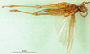 CollectionObject 1501524; 2d718883-9280-4edc-a502-89a4992687ab, MfN 5534: male, ventral view (holotype). (CollectionObject).