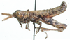 Afrotettix fursti Brown, 1970: male, lateral view. (Otu).